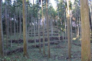 複層林化（長伐期）